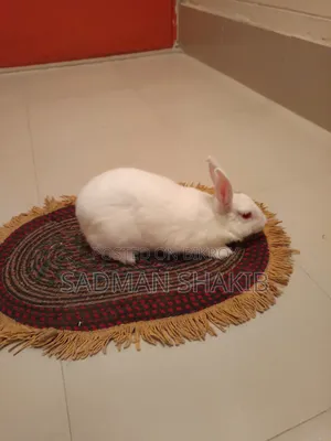 Female Rabbit for Sale