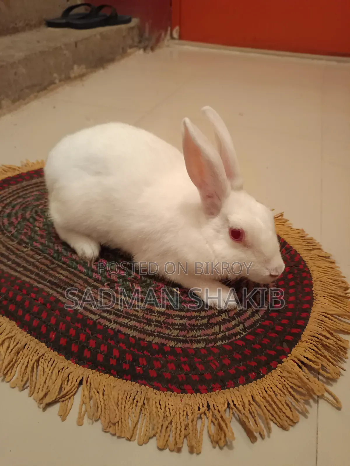 Female Rabbit for Sale