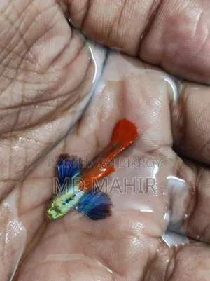 অ্যাকোয়ারিয়াম মাছ