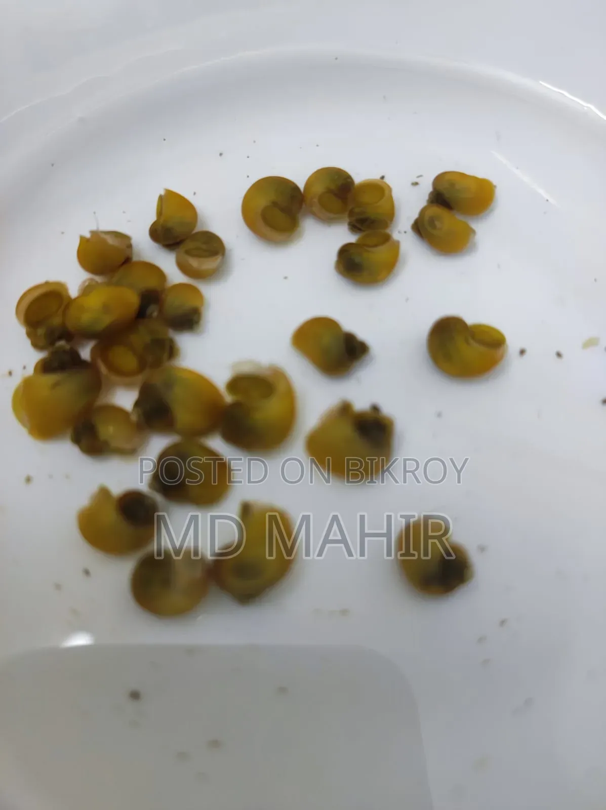 অ্যাকোয়ারিয়াম মাছ