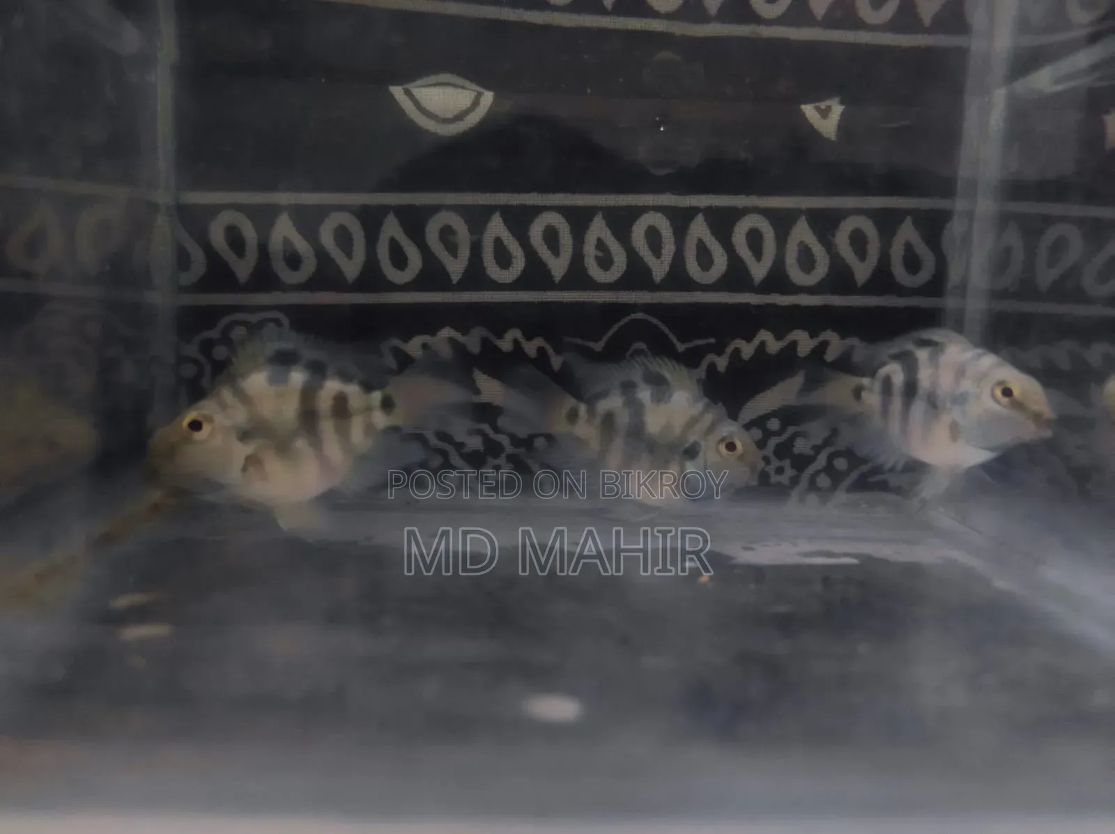 অ্যাকোয়ারিয়াম মাছ