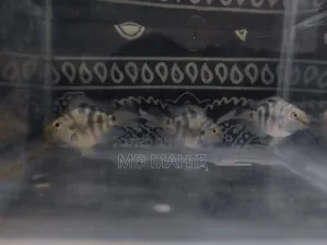 অ্যাকোয়ারিয়াম মাছ