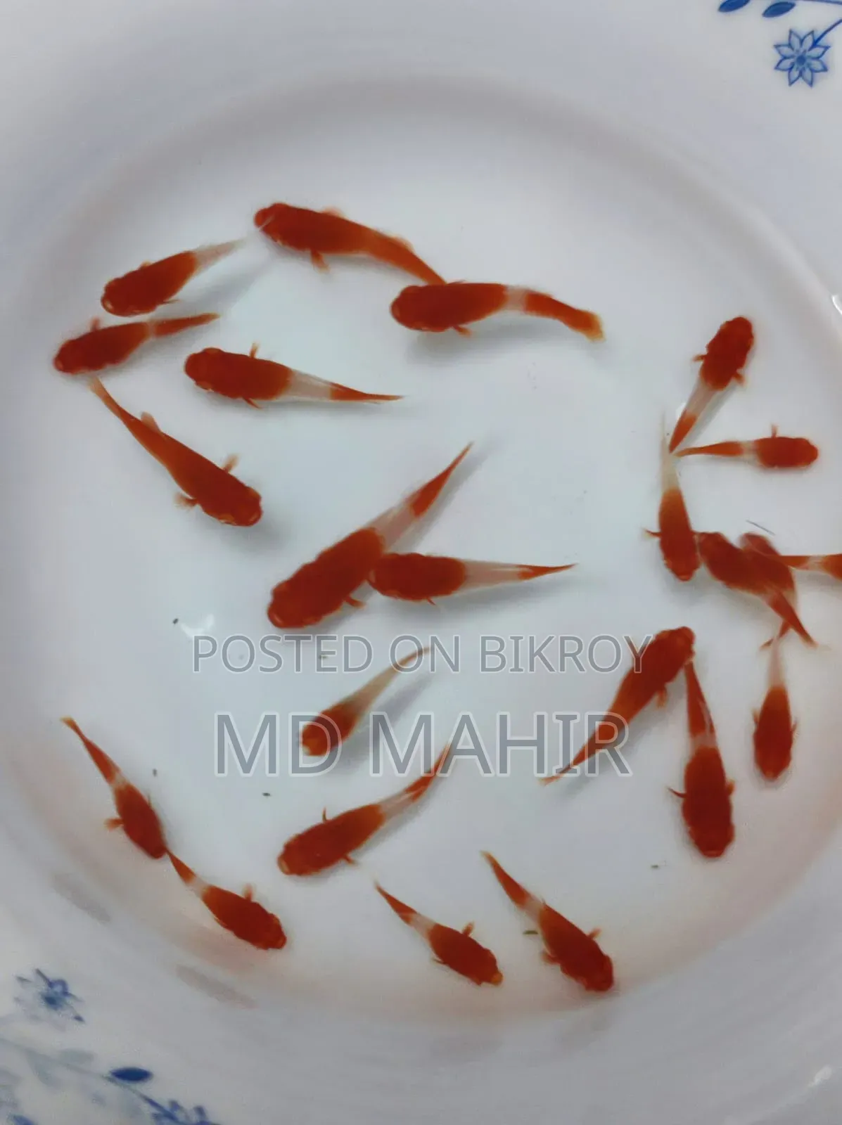 অ্যাকোয়ারিয়াম মাছ
