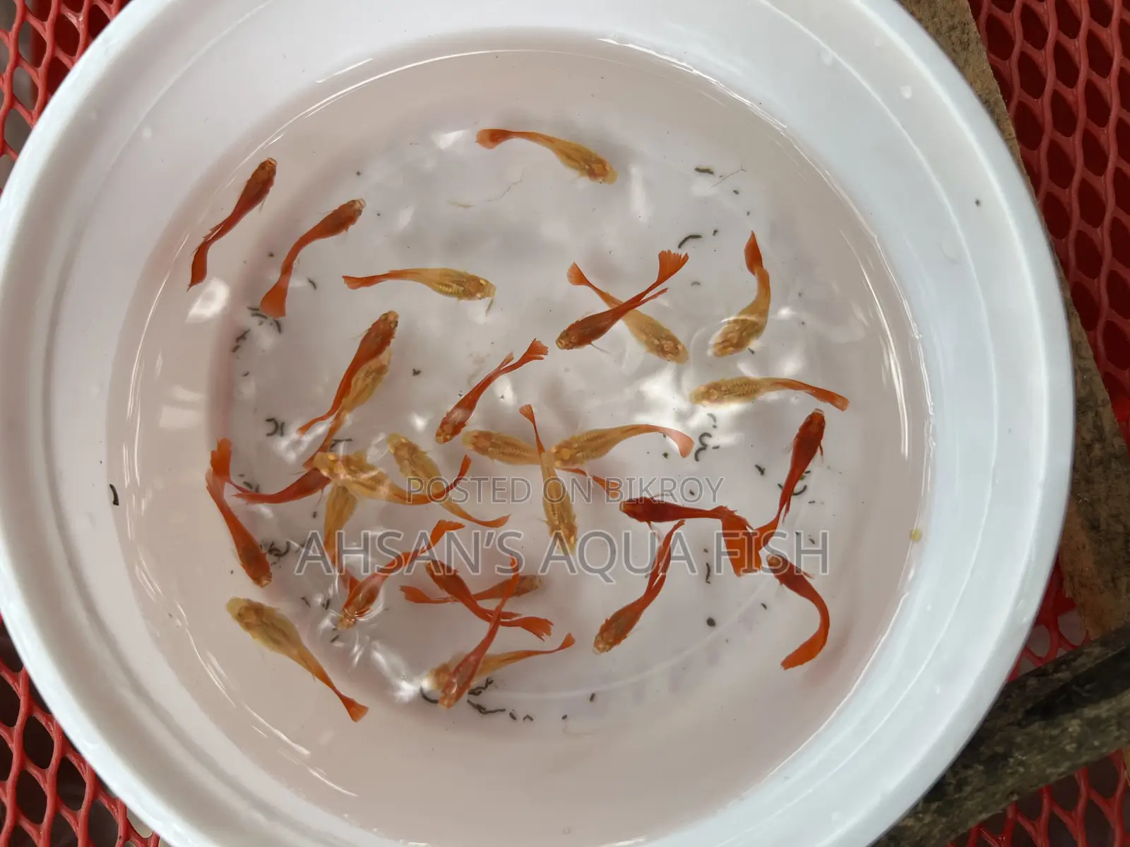 Red Moscow Guppy