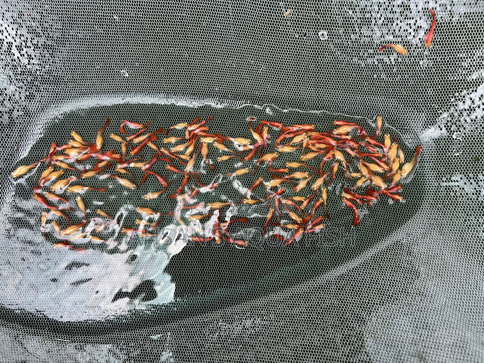 Red Moscow Guppy