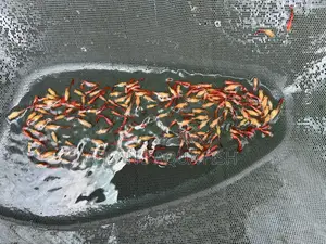 Red Moscow Guppy