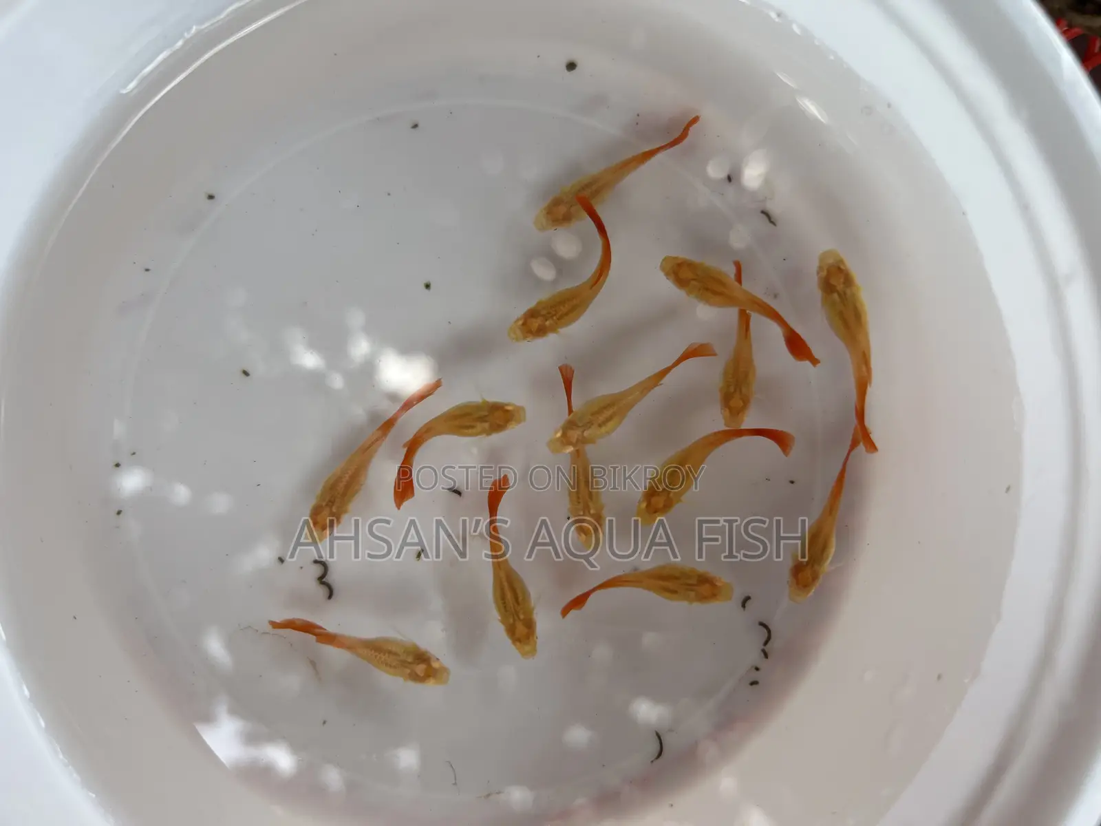 Red Moscow Guppy