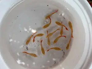 Red Moscow Guppy