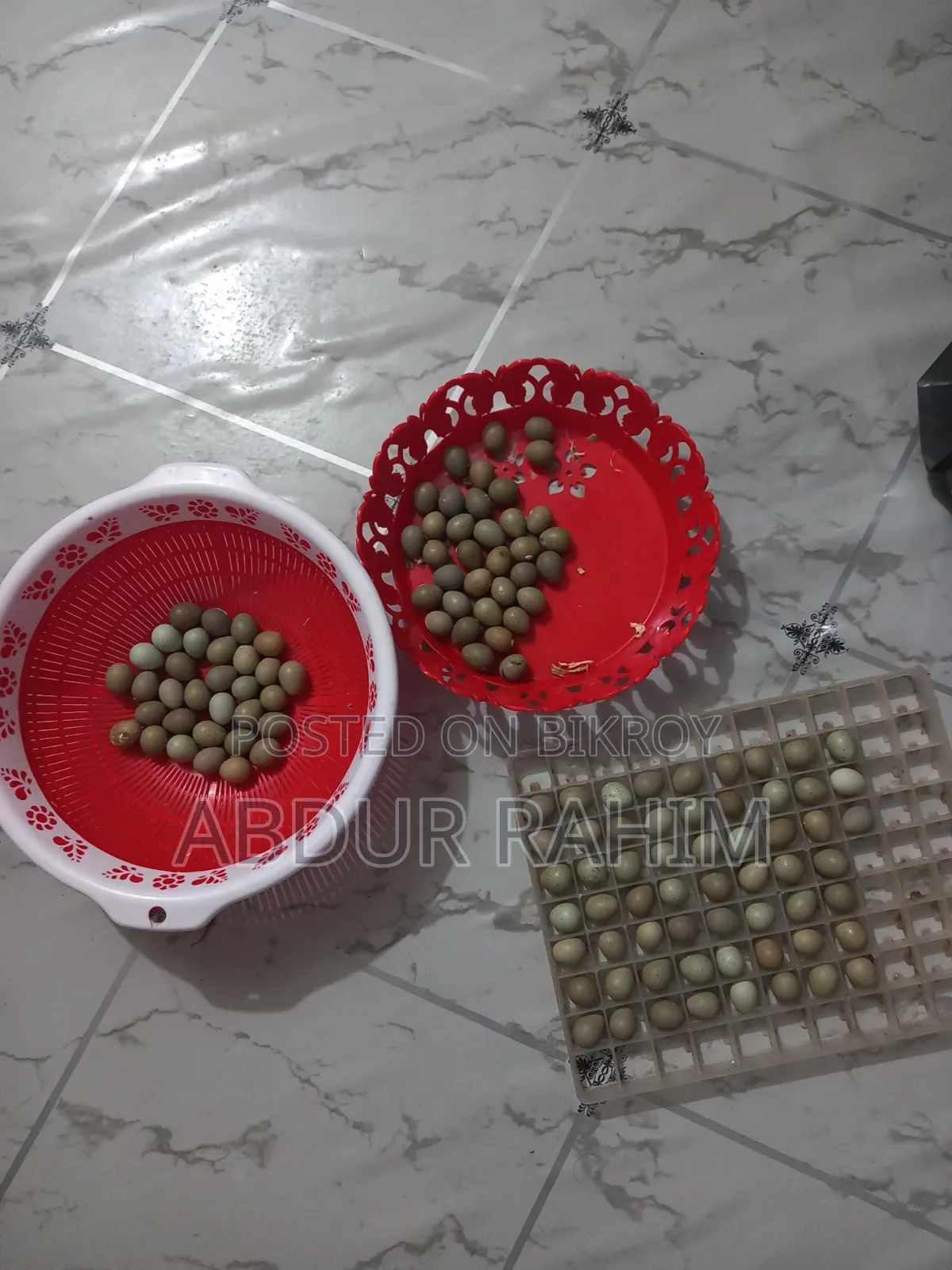 King Quail Hatching Eggs for Sale