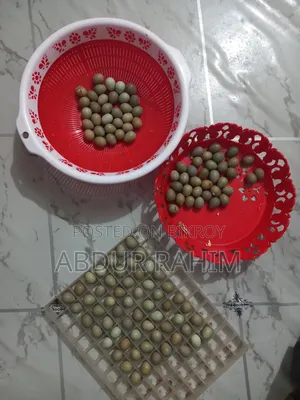 King Quail Hatching Eggs for Sale