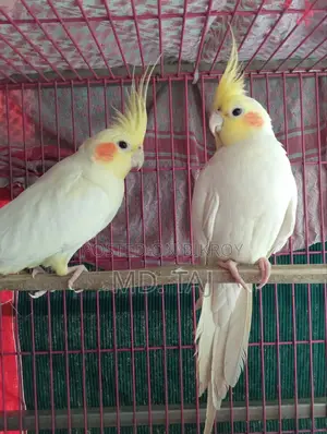 ককাটেল রানিং