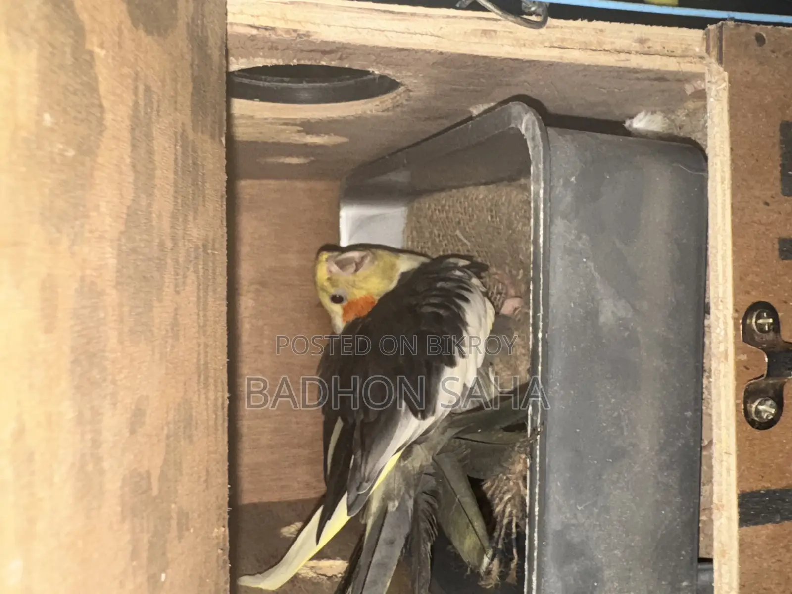 Pair of Breeding Cockatiels and a 4-Month-Old Tame Baby for Sale