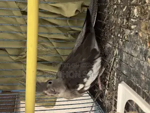 Pair of Breeding Cockatiels and a 4-Month-Old Tame Baby for Sale