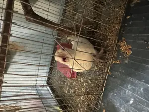 Pair of Breeding Cockatiels and a 4-Month-Old Tame Baby for Sale