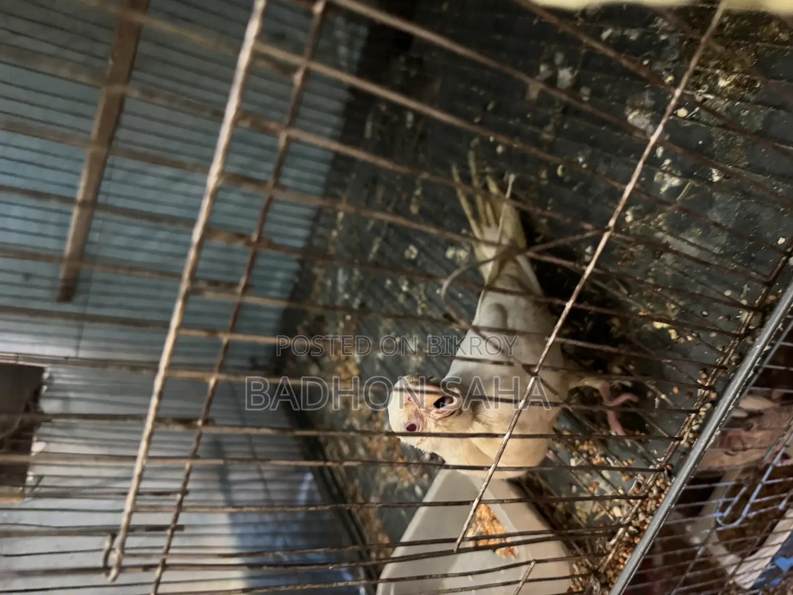Pair of Breeding Cockatiels and a 4-Month-Old Tame Baby for Sale