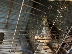 Pair of Breeding Cockatiels and a 4-Month-Old Tame Baby for Sale