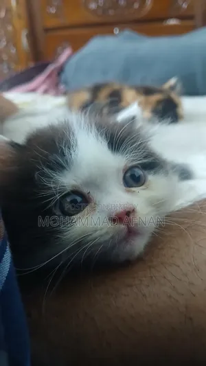 1-3 Months Female Purebred Persian