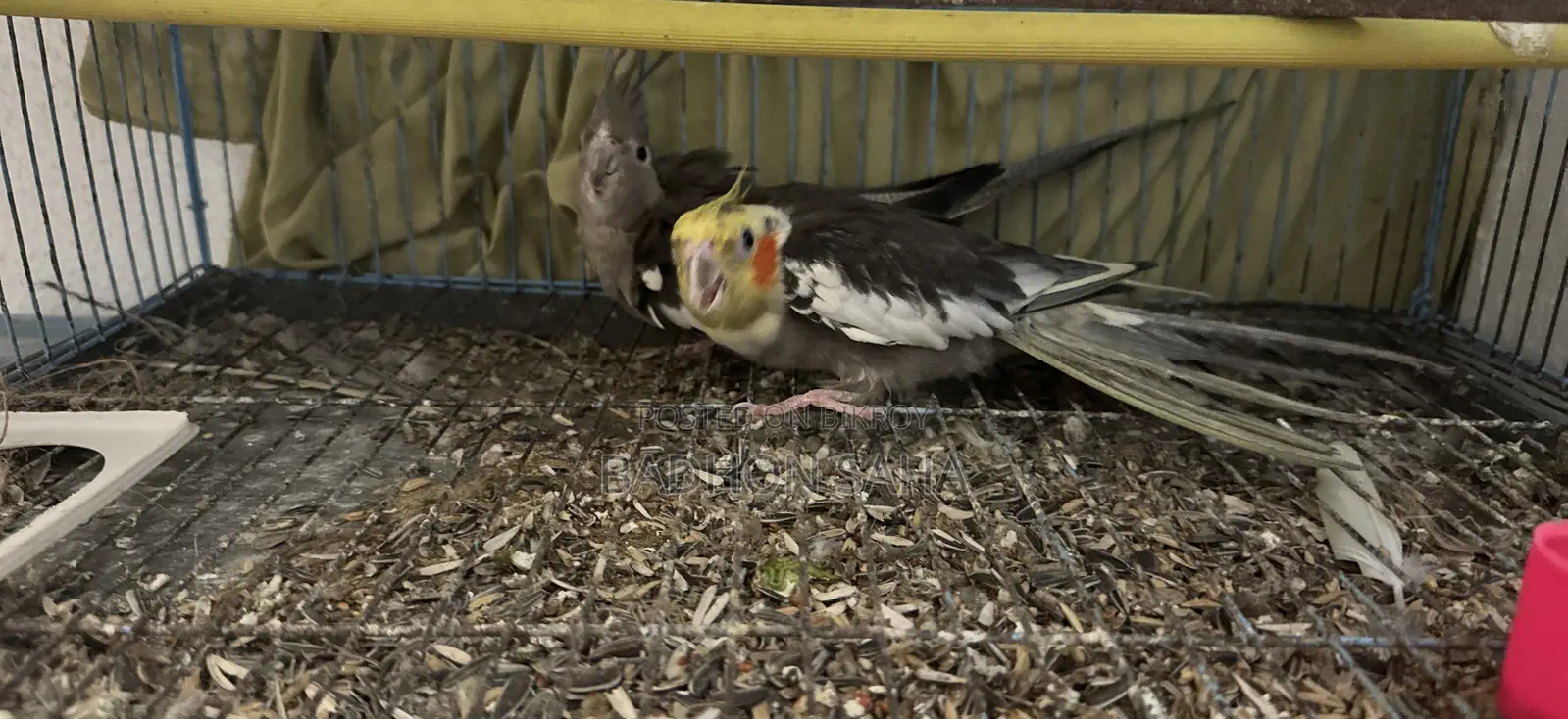 Pair of Breeding Cockatiels and a 4-Month-Old Tame Baby for Sale