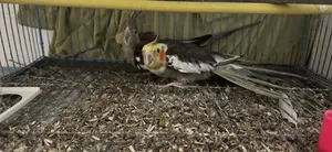 Pair of Breeding Cockatiels and a 4-Month-Old Tame Baby for Sale