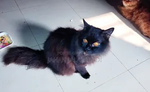 6-12 Months Male Purebred Persian