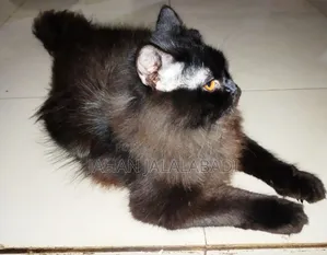 6-12 Months Male Purebred Persian