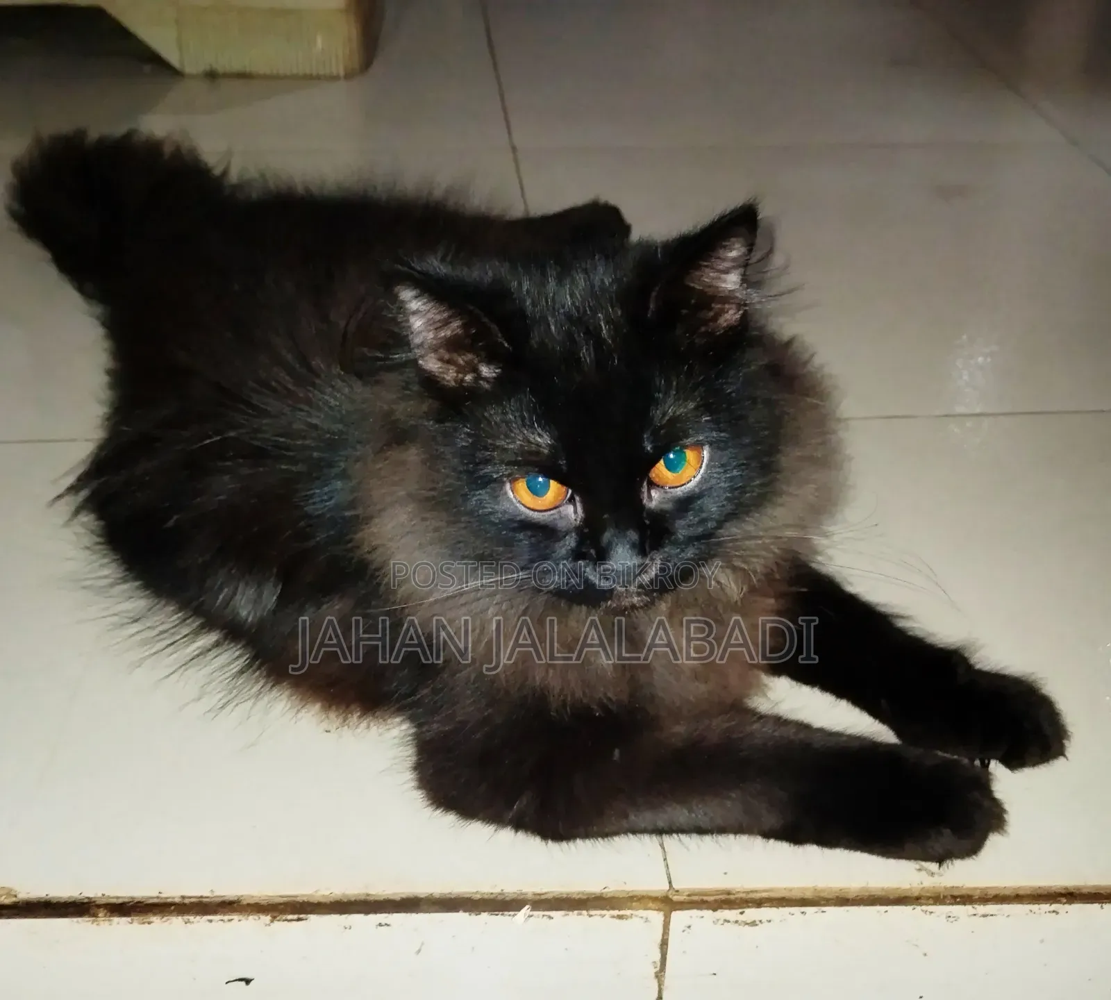 6-12 Months Male Purebred Persian