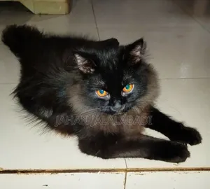 6-12 Months Male Purebred Persian