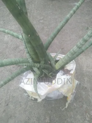 Planted Tree