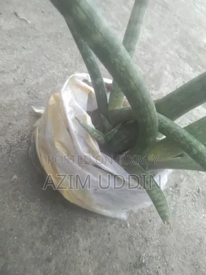 Planted Tree