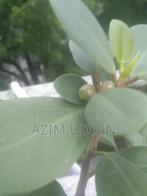 বিভিন্ন ধরনের গাছ