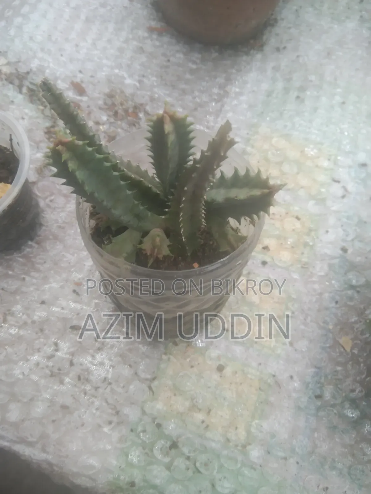 Various Types of Plants