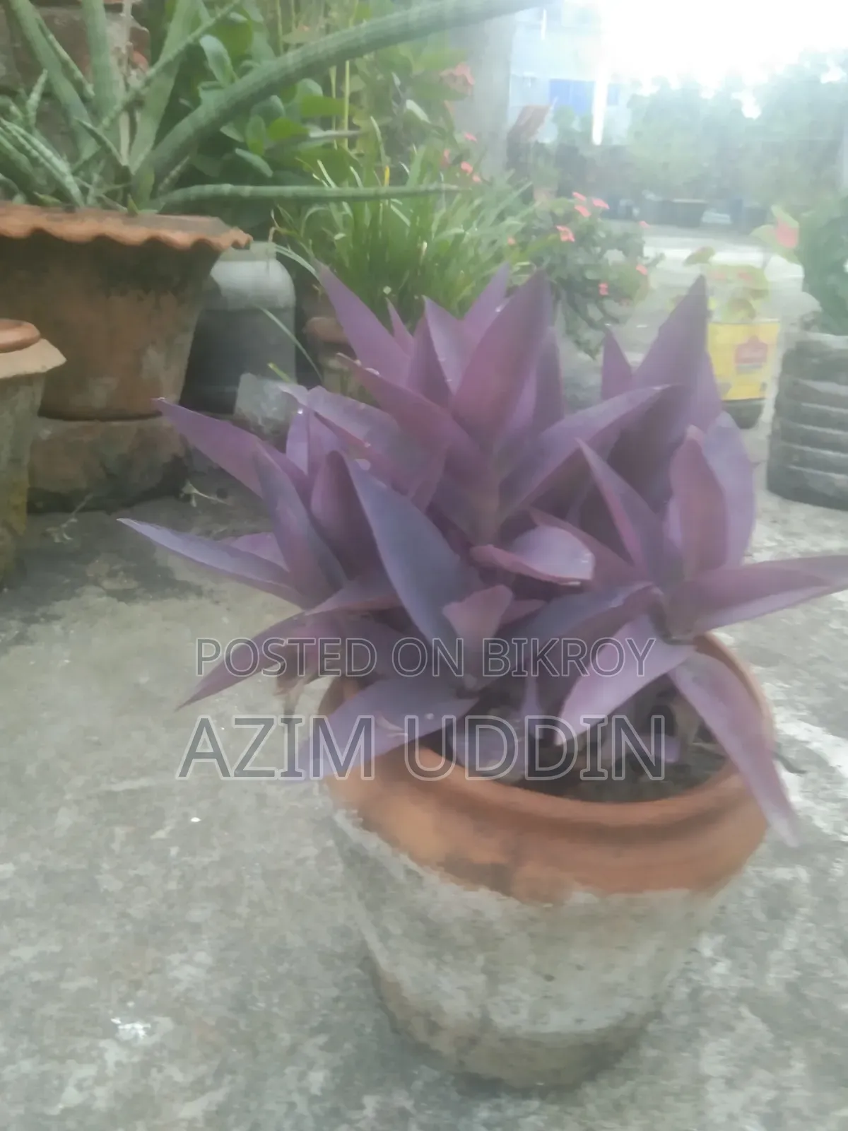 Various Types of Plants