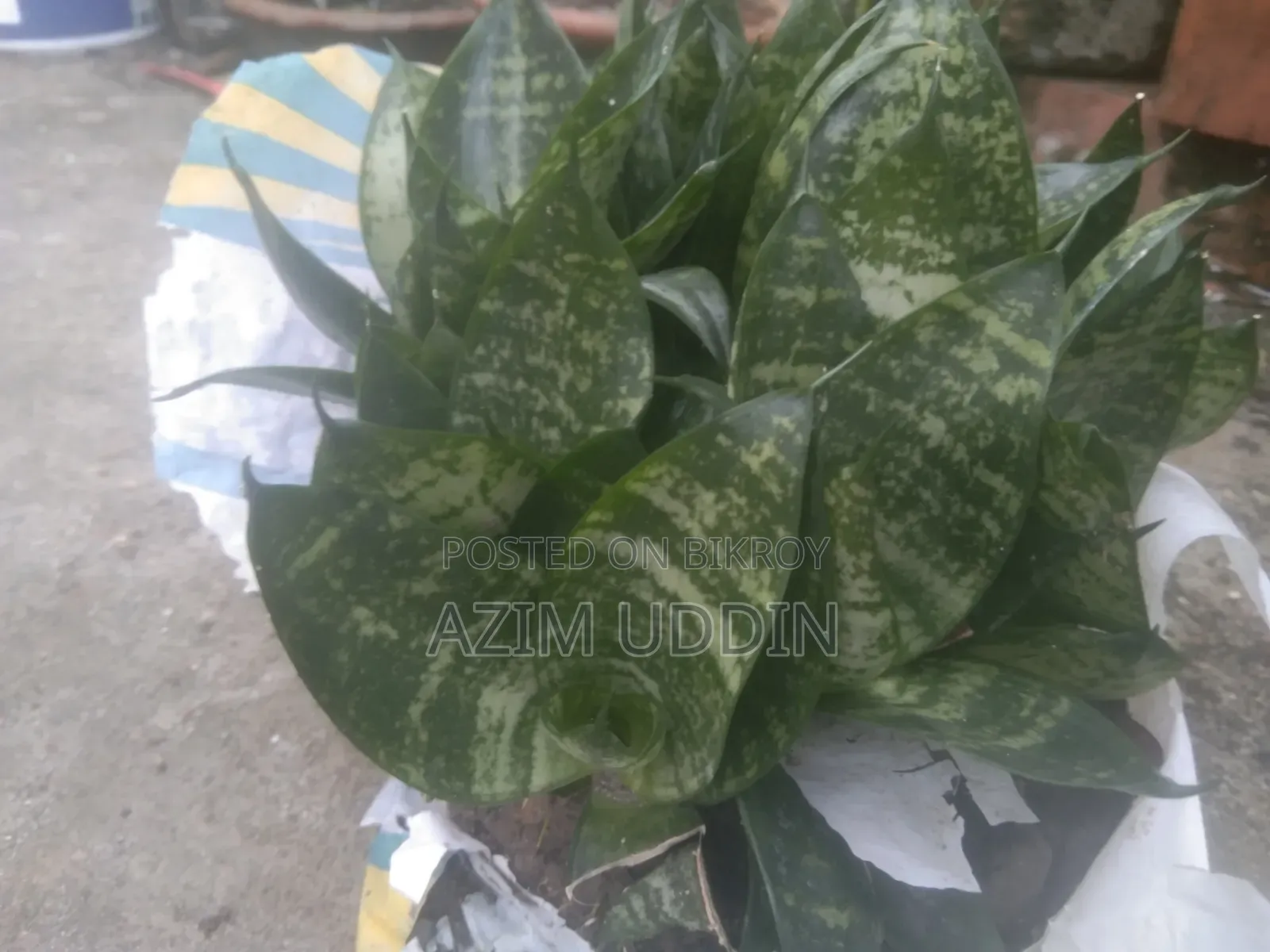 Various Types of Plants