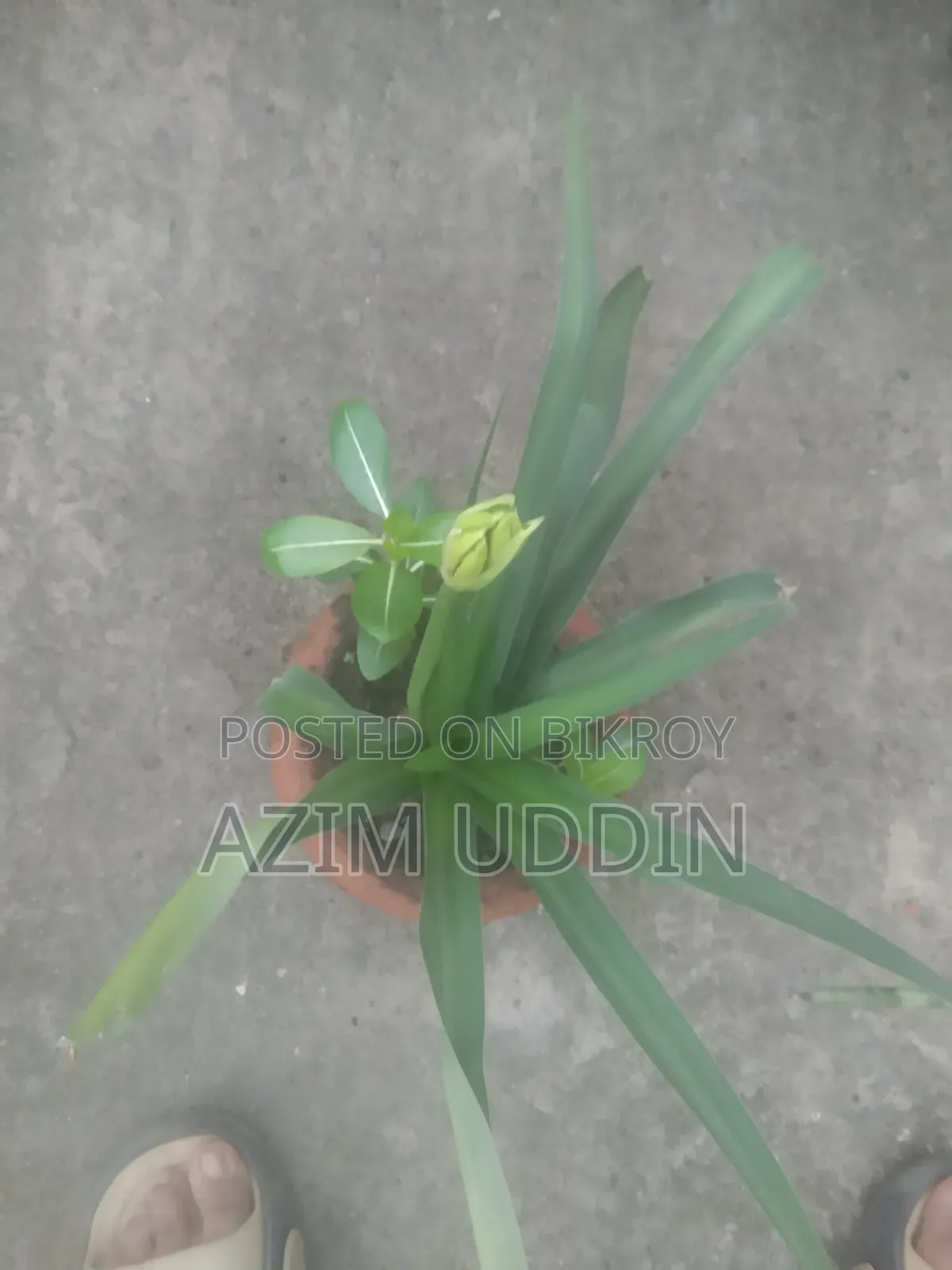 Various Types of Plants