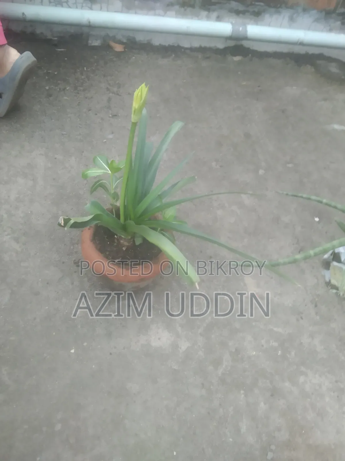 Various Types of Plants