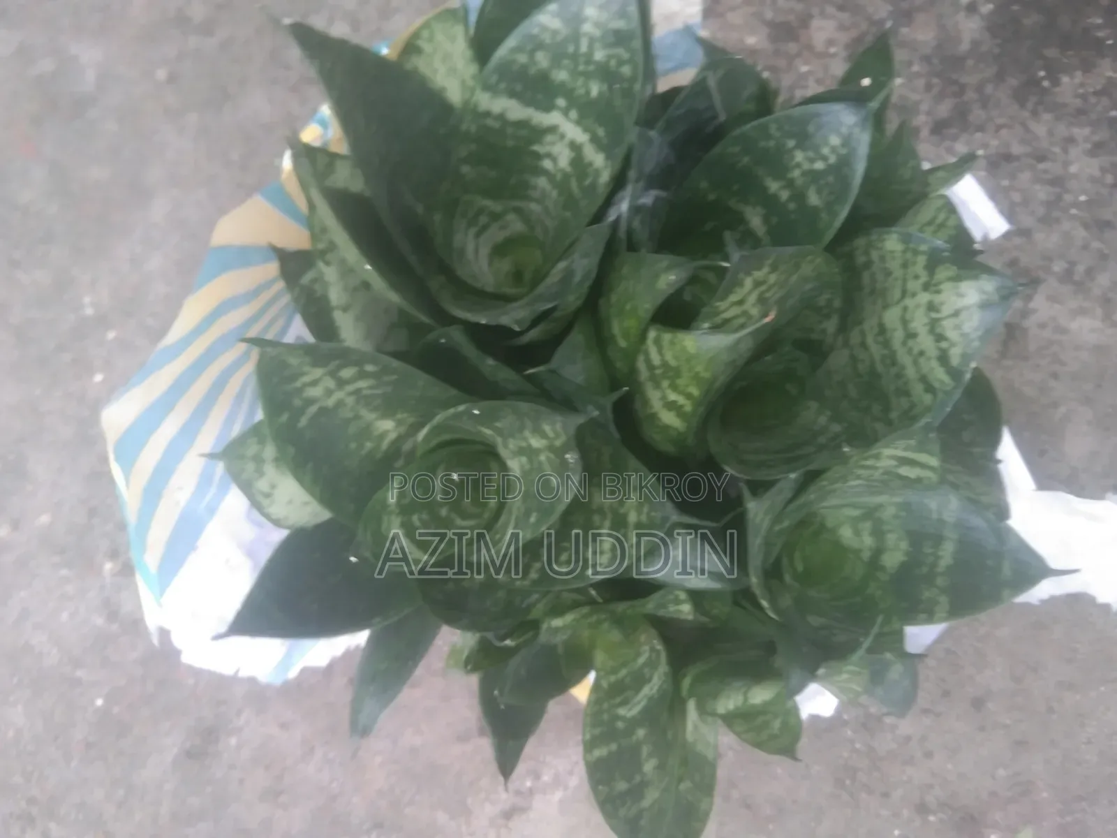 Various Types of Plants