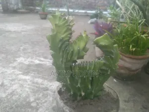 একটি ক্যাকটাস গাছ