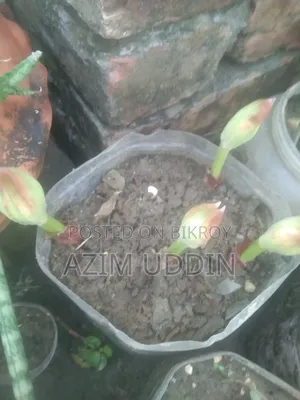 মেলিলি গাছ