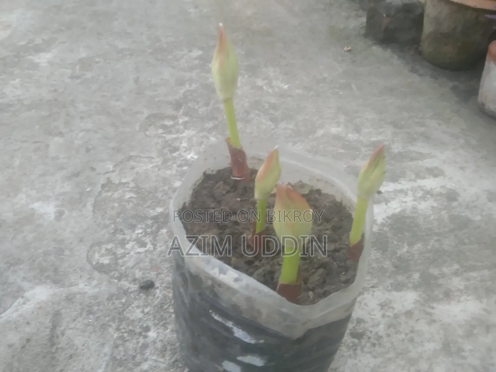 Melili Tree
