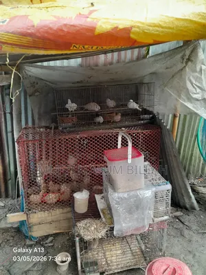 Dove Birds for Sale