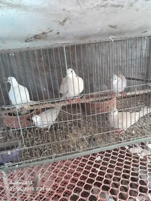Dove Birds for Sale