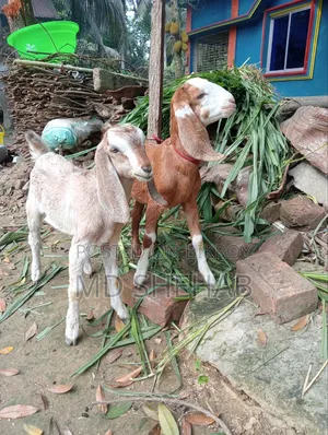 ছাগল এবং ছাগলের বাচ্ছা বিক্রি হব