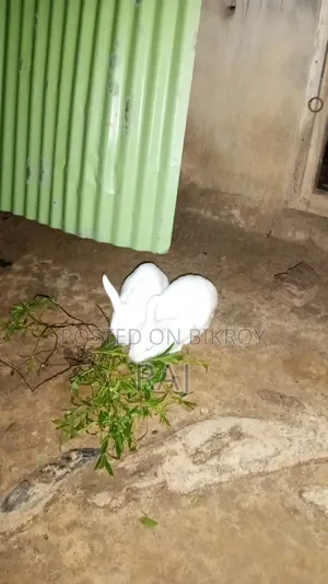 Selling my pet rabbit because I need money