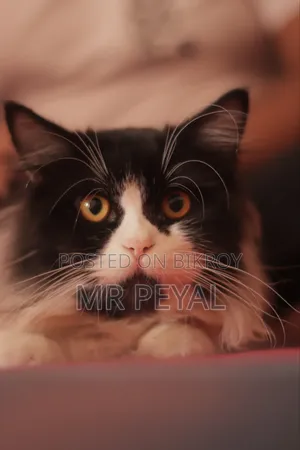 1+ Year Male Purebred Persian Cat