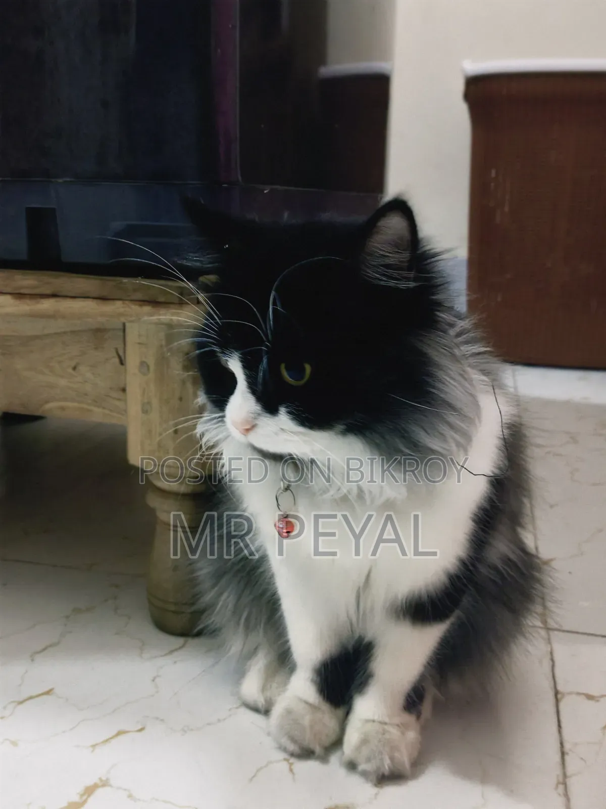 1+ Year Male Purebred Persian Cat
