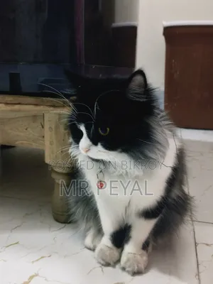 1+ Year Male Purebred Persian Cat