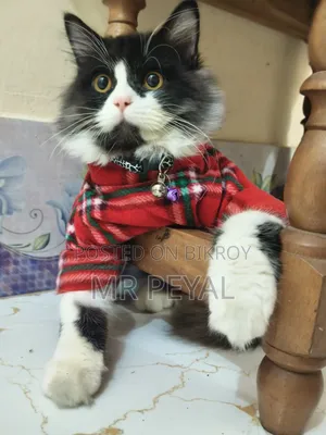 1+ Year Male Purebred Persian Cat