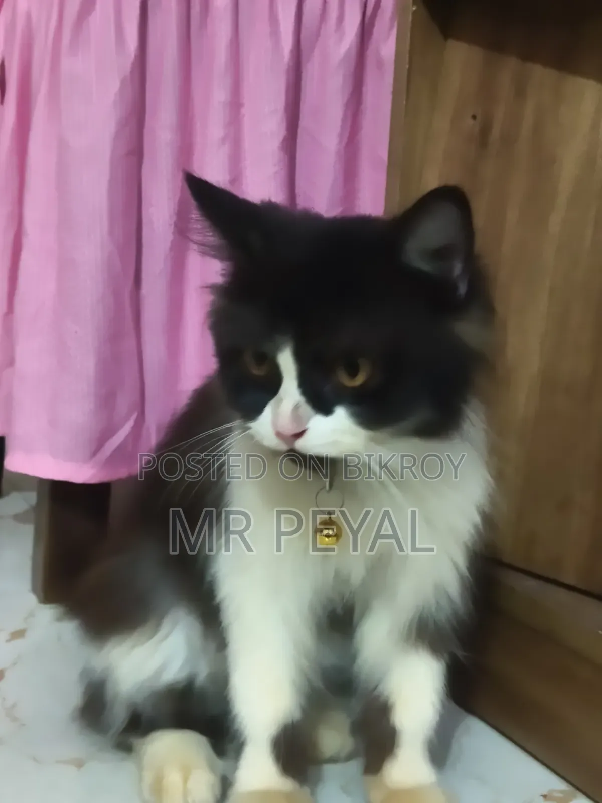 1+ Year Male Purebred Persian Cat