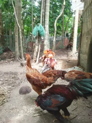 Aseel Fighter Rooster and Hen