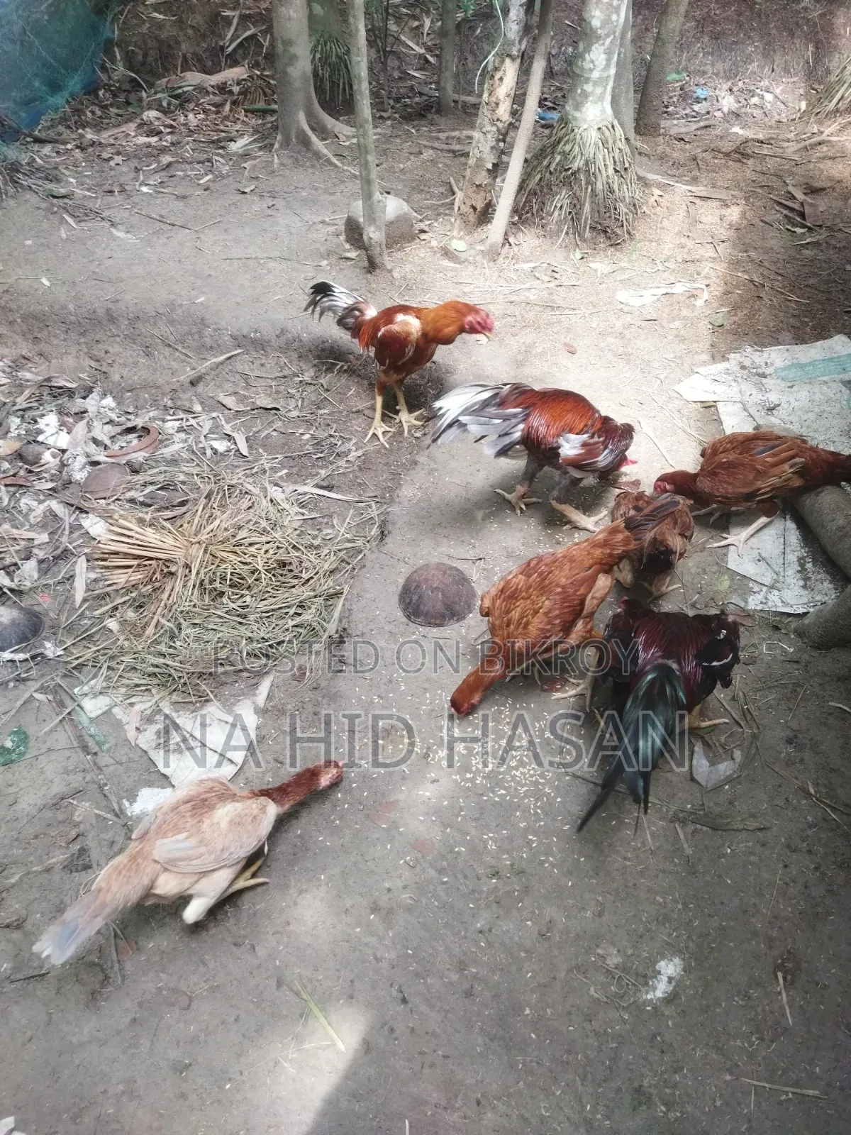 Aseel Fighter Rooster and Hen
